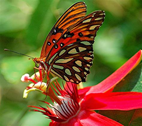 Rules Of The Jungle Symbiotic Relationship Of Butterfly