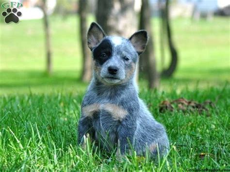 Blue Heeler Australian Cattle Dog Heeler Puppies Blue