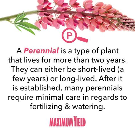 Meaning Of Flowers Perennial Meanoin