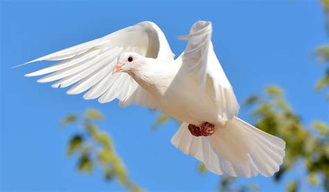 Wondrous White Doves Mountain Valley Living