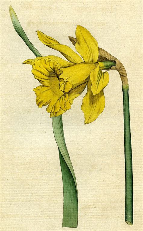 Great Daffodil Narcissus Major Botanical Drawings Botanical