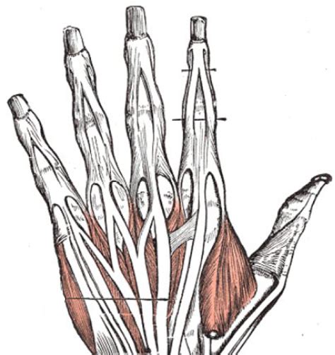 (1) the collagen fibers are closely packed (dense) and leave relatively little open space, and (2) the fibers are. Tendon Diagram Of Hand : Wrist injuries - EMCAGE : Tendon ...