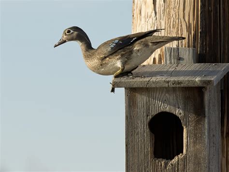 Wood Duck Nesting Behavior Eggs Location Faqs Birdfact