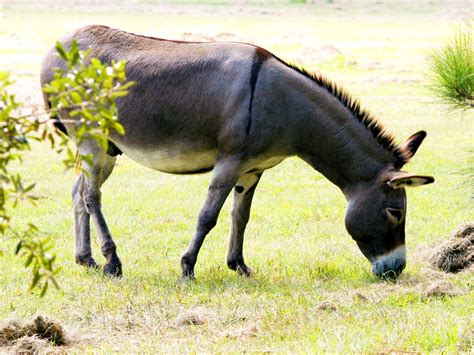 Free Images : grass, meadow, male, wildlife, horn, herd, pasture