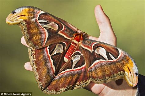 Atlas Moth Scares Off Predators By Looking Like A Cobra Daily Mail Online