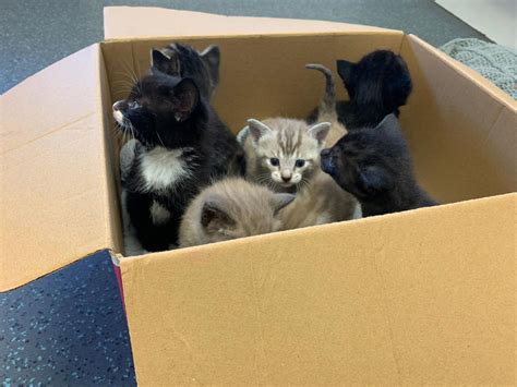 Dehydrated Kittens Abandoned In A Box Are Lucky To Be Alive Isle Of