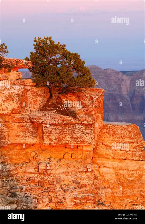 Pine Pinus Growing At The Edge Of The Grand Canyon Glowing In The