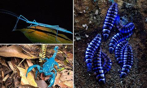 Insects Glow In The Dark After Being Exposed To Uv Light Glow In The