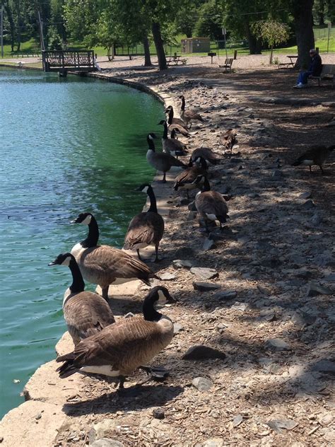 Single process color and haircut start@ 120. The Duck Pond. Bel Air, Md | Places to see, Duck pond, Photo