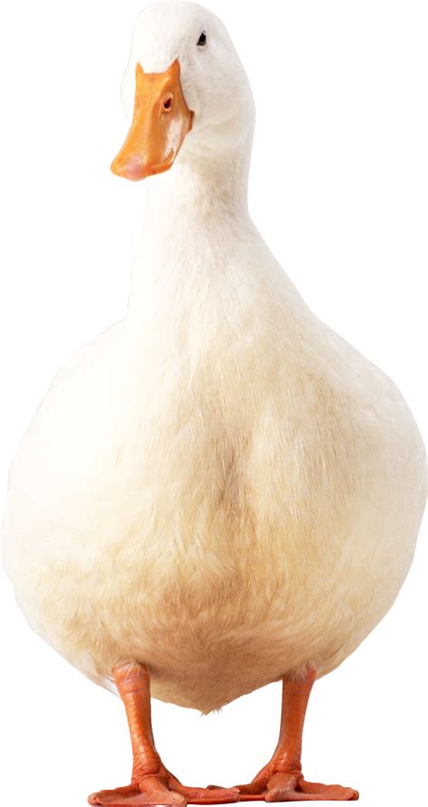 White Duck Png Image Transparent Image Download Size 1259x2373px