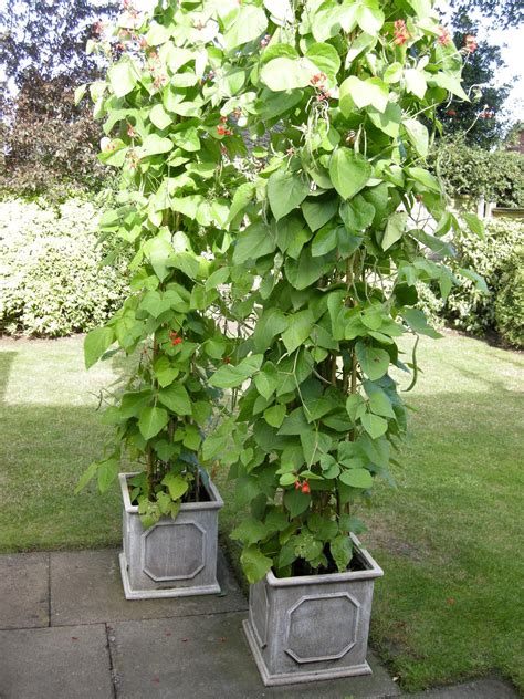 Through my many years of growing beans in my own garden, i have discovered a few tips to share with you on how to beans are an excellent plant when it comes to crop rotation because they help fix nitrogen in the soil. KENDAL'S SASHA BROOD: My 2011 crop of Runner Beans.