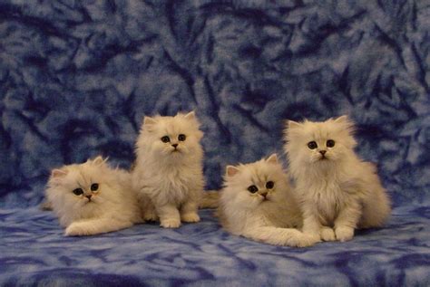 We have quality persian kittens for sale and luxury pet beds, furniture, and carriers. Tamed Teacup CFA Persian & Siamese Kittens For Sale ...