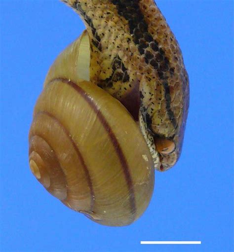 Evolutionary Twist Snails Trade Awkward Sex For Survival Live Science