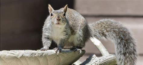 How To Prevent Squirrels From Digging Up The Lawn Fantastic Services Blog
