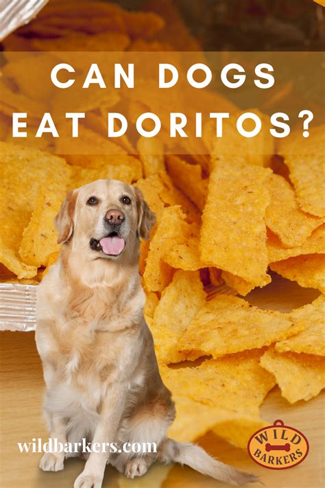 What human food can cats eat, and what not to feed cats. Can Dogs Eat Doritos? Corn Chips For Dogs in 2020 | Can ...