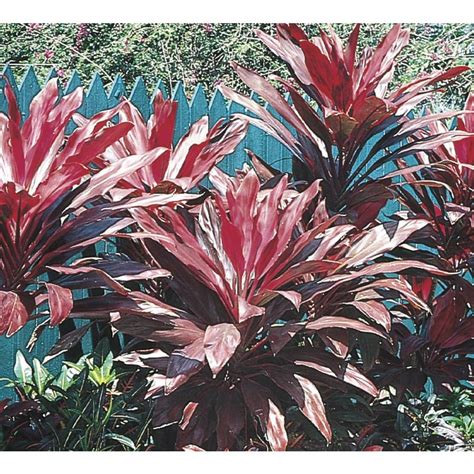 Hawaiian ti plant or good luck plant can be easily propagated through tip cutting or stem cutting method #hawaiiantiplant. Shop Hawaiian Ti (LTL03602) at Lowes.com