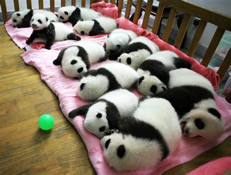 Cutest Panda In The World