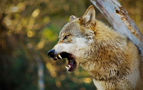 Angry Wolf Null Lobos Animales Lobos Salvajes Animales Salvajes