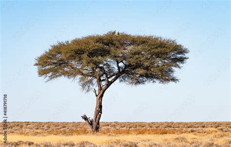 Vultures On A Solitary Acacia Tree Etosha National Park Namibia In