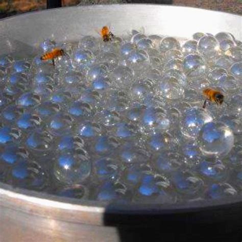 How do bees find their way back and this set is often saved in the same folder as. How to Make a Safe Watering Hole for Bees | Water for bees ...
