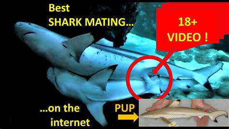 Best Shark Mating Footage On Youtube Youtube