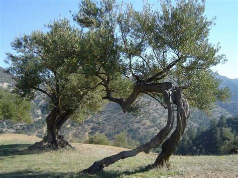 Voir plus d'idées sur le thème paysage de kabylie, paysage, alger. Kabylie | Paysage, Alger, Kabyle