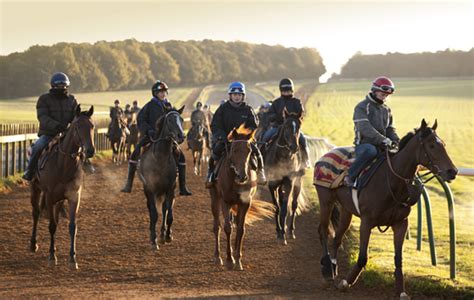Gallops And Trainers Yard Discover Newmarket Discover Newmarket