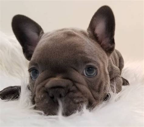 Look at pictures of french bulldog puppies who need a home. Blue French Bulldog puppies available for sales FOR SALE ...