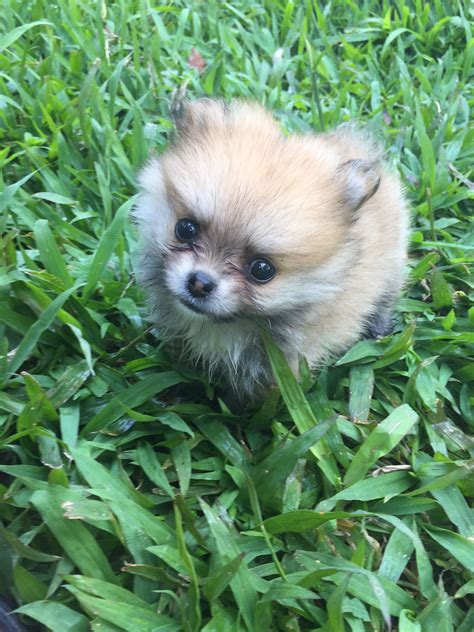 Teacup Pomeranian Dog Life Pets Small Pets