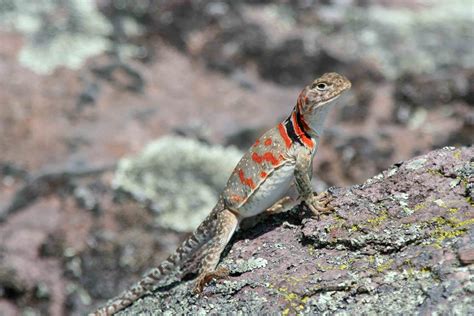 Eastern Collared Lizard Templeton 2011 The Bulletin Of The