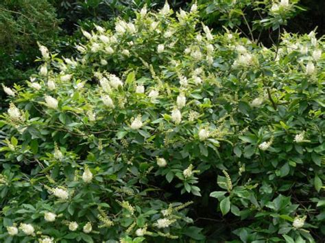 Shade loving shrubbery is inclusive of rhododendron, azaleas, oakleaf hydrangea, serviceberry and many more. Shade Tolerant: Shrubs at Lotus Gardenscapes: Urban Farm ...