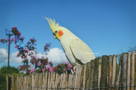 Cockatiel Wallpaper Posted By Samantha Anderson Posted By Ethan Mercado