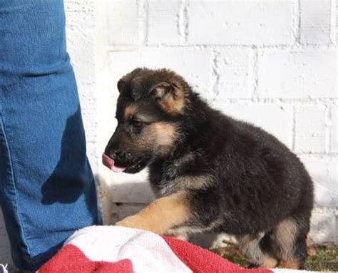 These fees usually includes spaying/neutering, vaccinations. German Shepherd Puppies For Sale in Arizona