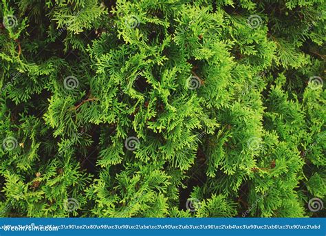 Green Coniferous Plant Texture Close Up Stock Photo Image Of Plant
