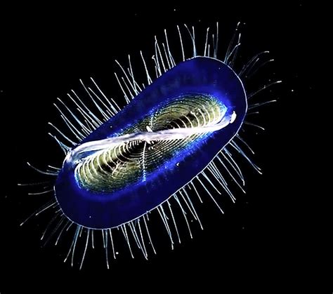 Microscopic Ocean Life  Wiffle