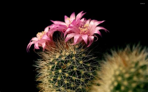 Check out this beautiful collection of cactus iphone wallpapers, with 10 background images for your desktop and phone. Cactus wallpaper ·① Download free beautiful wallpapers for desktop and mobile devices in any ...