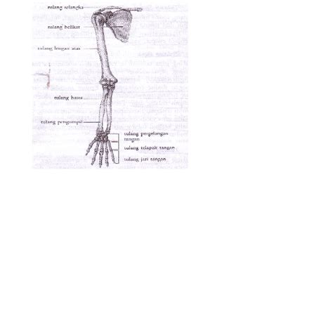 Di dalam telapak kaki terdapat otot, ligamen, tulang, saraf, yang dibungkus kulit. CATATAN SEORANG GURU: SISTEM GERAK PADA MANUSIA (BAGIAN 1)