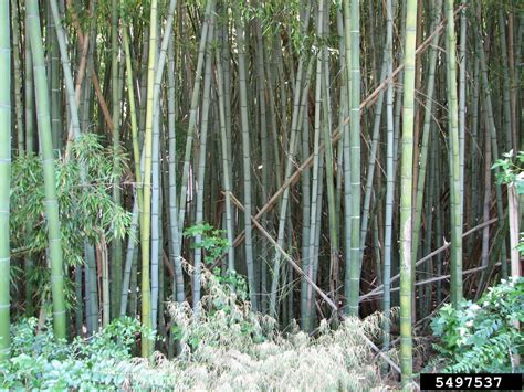 Japanese Timber Bamboo Phyllostachys Bambusoides