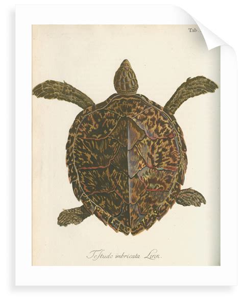 Testudo Imbricata Hawksbill Turtle Posters And Prints By Friedrich