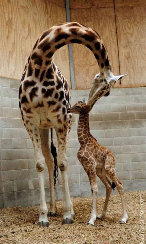 A Speedy Giraffe Delivery At Auckland Zoo Zooborns