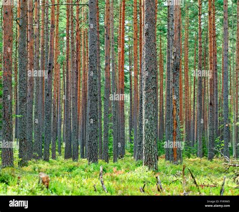 Fresh Green Pine Forest Backdrop Stock Photo Alamy