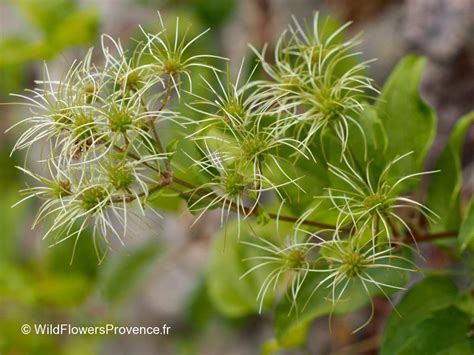 Maybe you would like to learn more about one of these? Clematis vitalba - Wild Flowers Provence