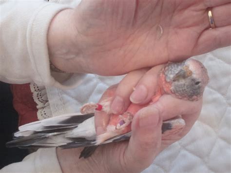 The Splendid Bourke Bird Blog Bird Beak Trimming Example On A Rosy