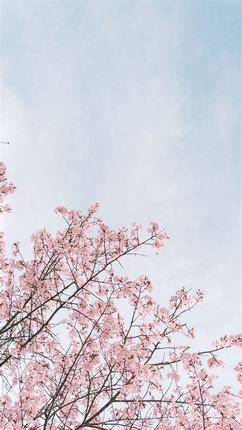 Free Download Aesthetic Background Japanese Cherry Blossom Wallpaper