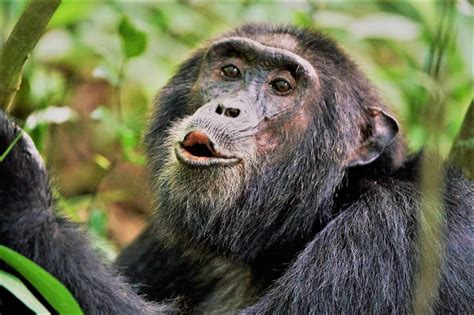 Woman Had Affair With Chimpanzee Banned From Zoo Mynewsne English