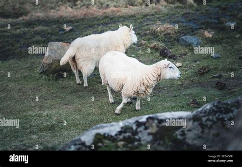 A Flock Of Scottish Blackface Sheep Ewes On A Single Track Road At