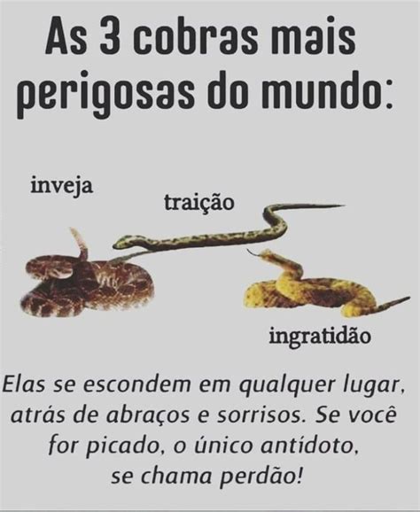 As Cobras Mais Perigosas Do Mundo Inveja Trai O Ingratid O Elas