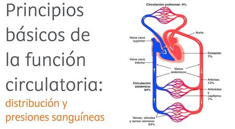 Apuntes De Fisiología La Función Circulatoria