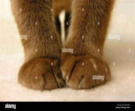 Siamese Cat Legs And Paws On Floor Carpet Stock Photo Alamy