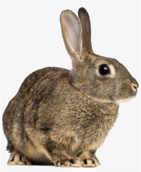 European Rabbit No Background Free Transparent Png